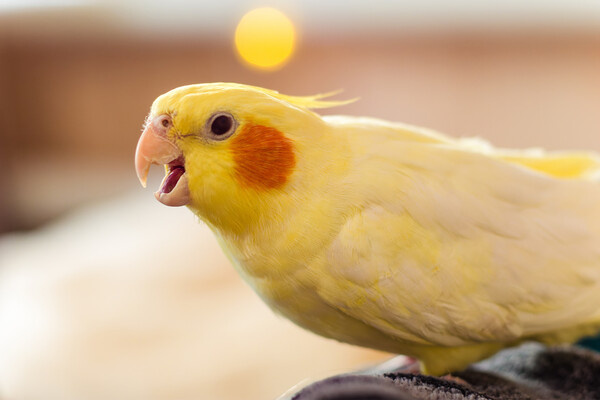 Daria_vg/Shutterstock/FOTODOM   📷