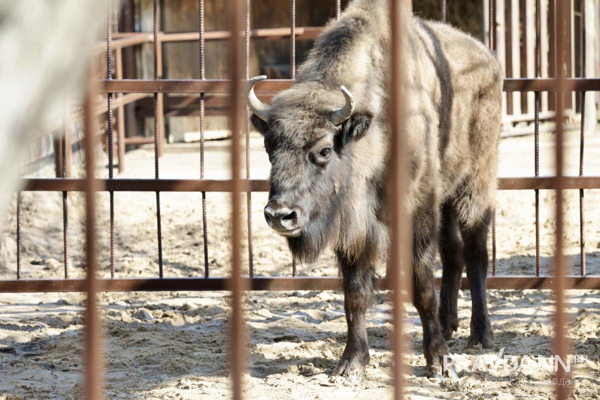    Трехгодовалая самка зубра прибыла из Беларуси в преддверии Дня единения народов России и Белоруссии