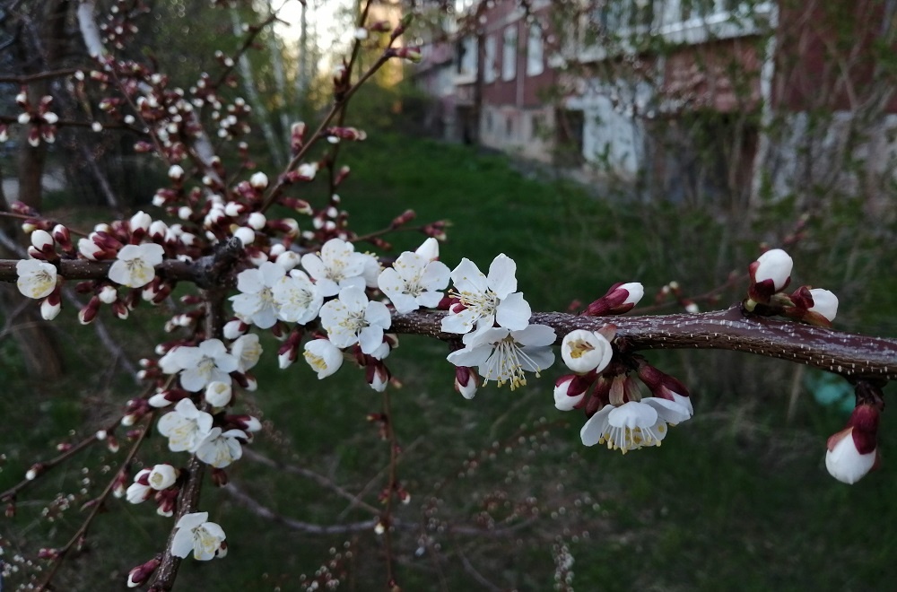    Пока цветочные бутоны не раскрылись, можно не опасаться за будущий урожай
