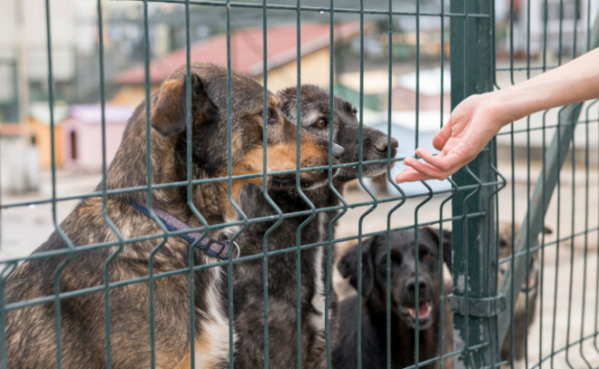    © https://ru.freepik.com/free-photo/person-reaching-dogs-through-fence-shelter_10295946.htm