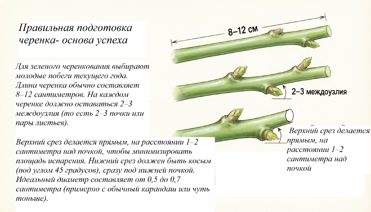 Правильная заготовка черенка — половина успеха. Для зеленого черенкования выбирают молодые побеги текущего года. 