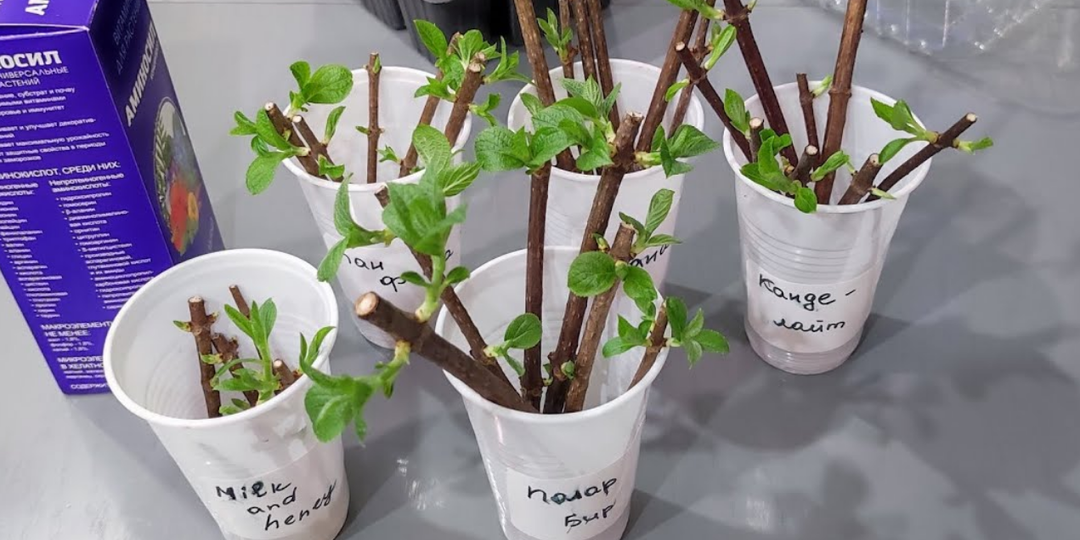 Весеннее черенкование декоративных кустарников: руководство для садовода 2026 года