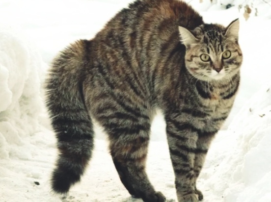 Плакать или смеяться: Почему кошка бегает боком с выгнутой спиной