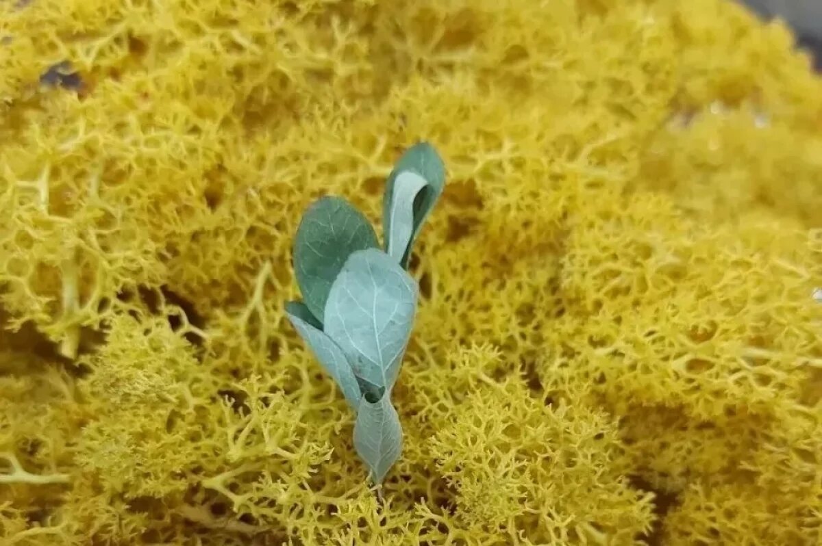    На любителя?