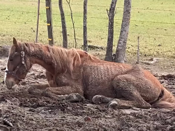 Ветеринар сказал: "Не трать силы", но она не послушала. Как упрямство одной женщины спасло коня