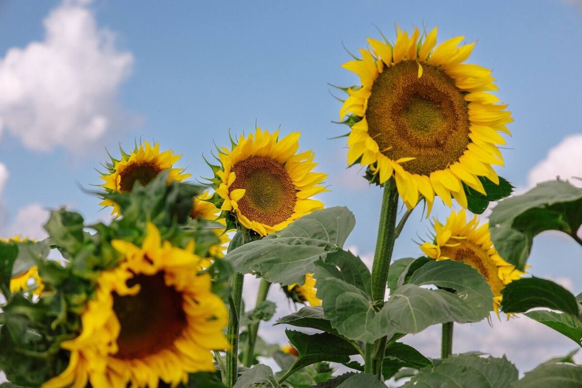     / Источник: «Мираторг»