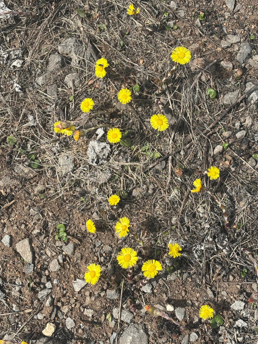 Весенние цветы в горах Армении