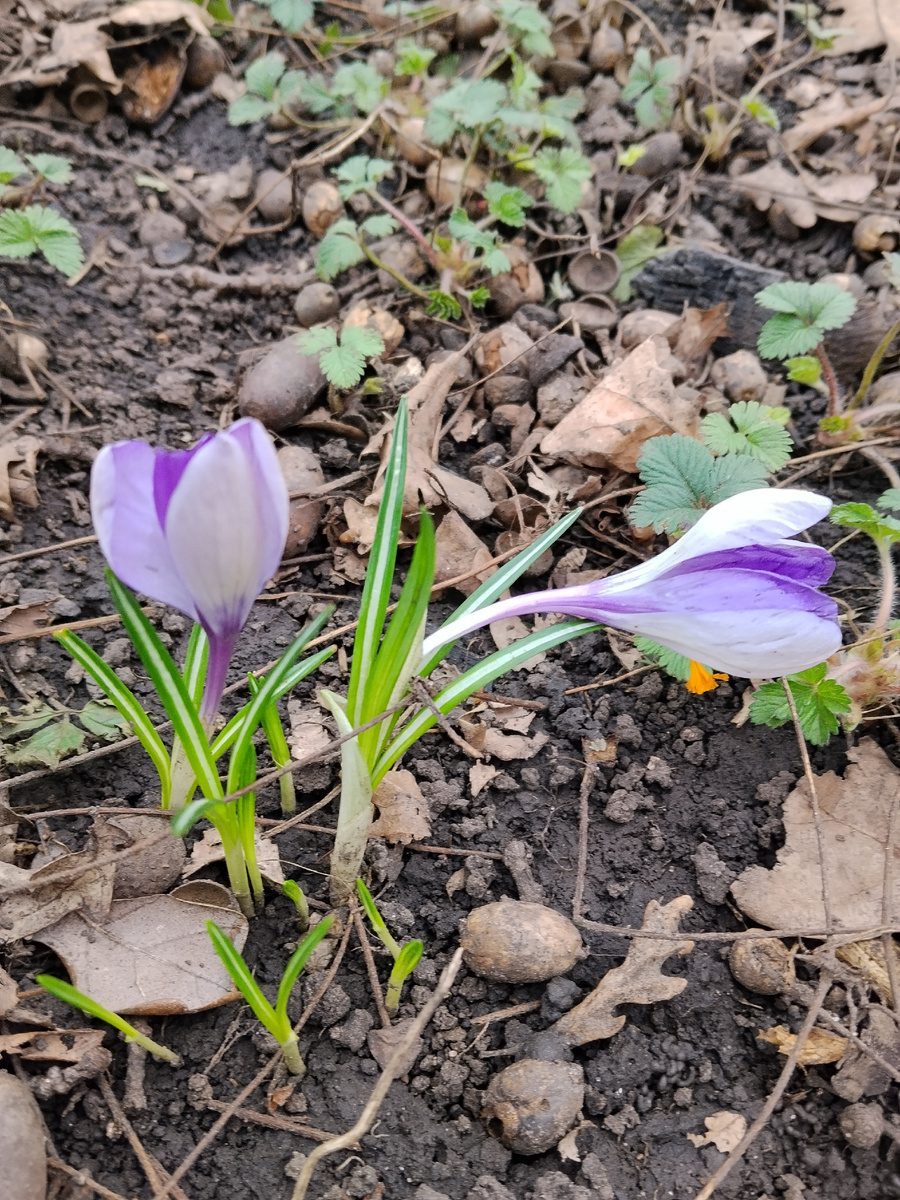У меня их осталось мало, пересадки, переделки клумб., жёлтые уже отцвели. Фото автора.
