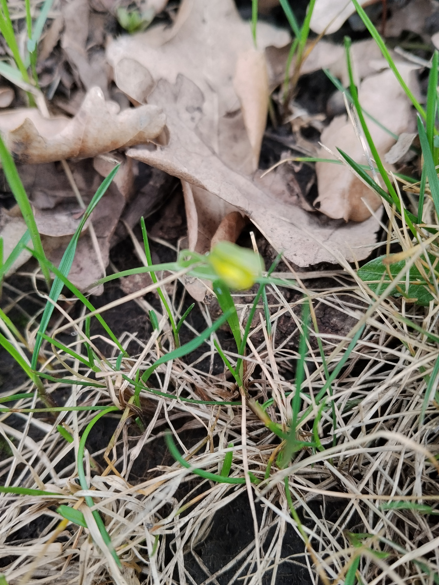 Раньше мы их называли гусиным луком. Фото автора.