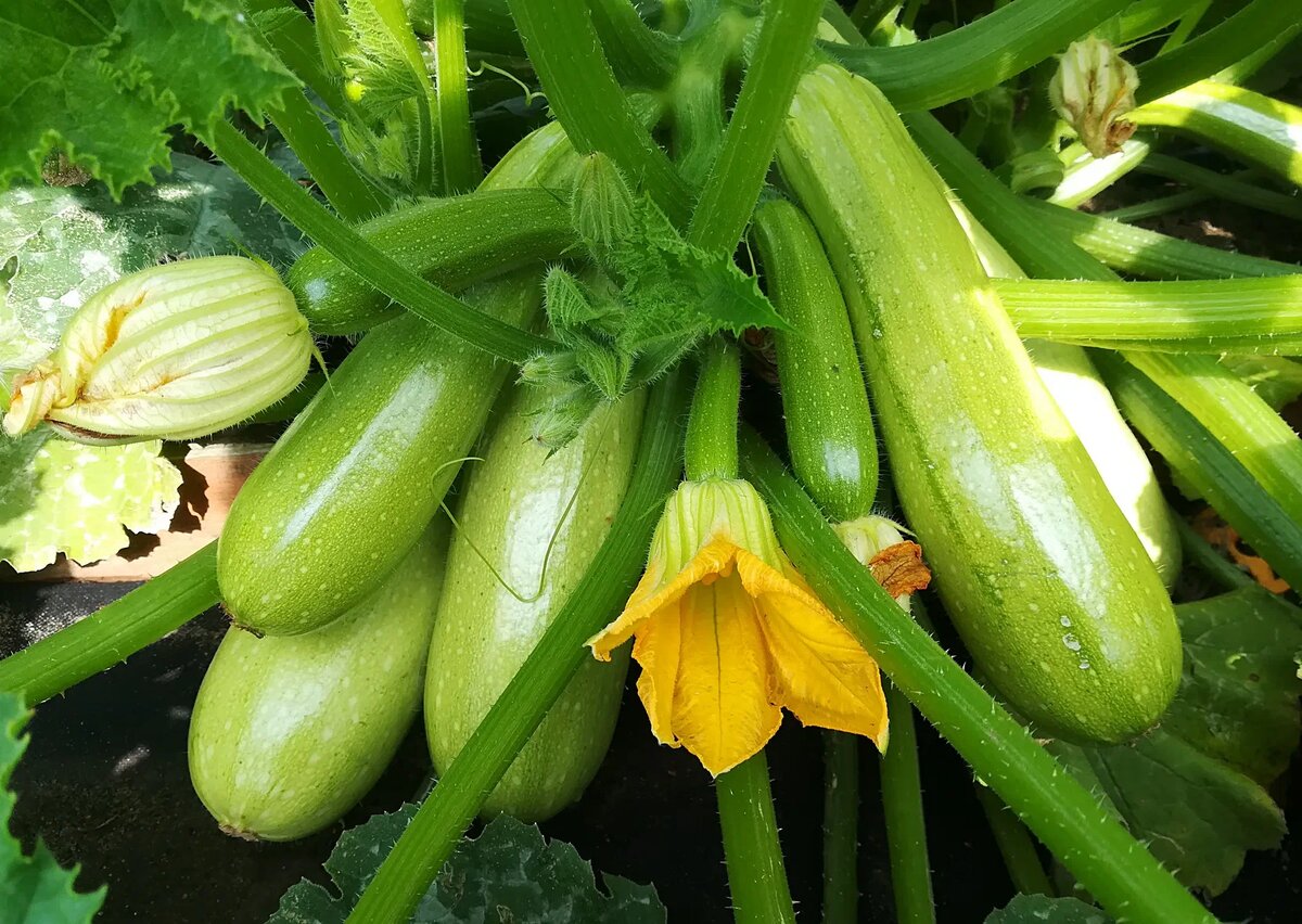 Кабачок "Хьюго"