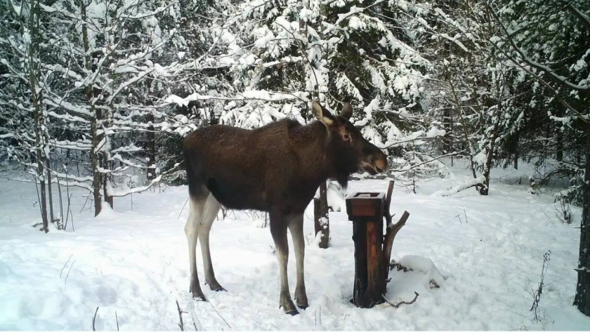    фото Минлесхоза Нижегородской области