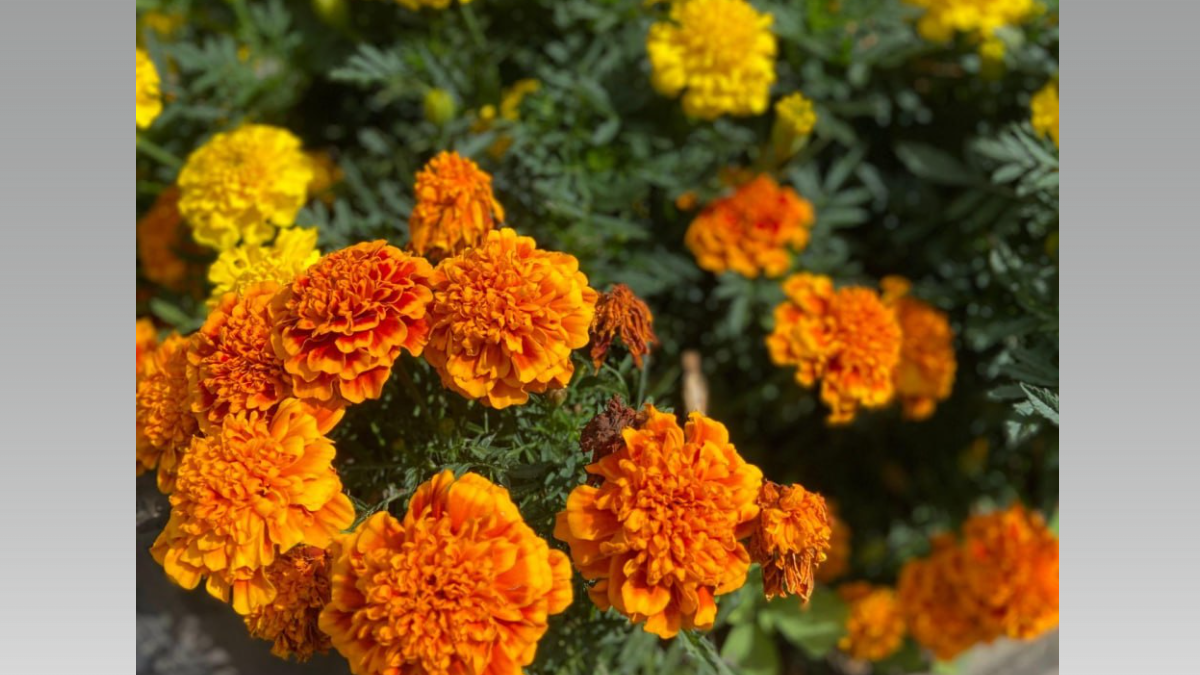 ИА SM-News, chatgpt.com📷
