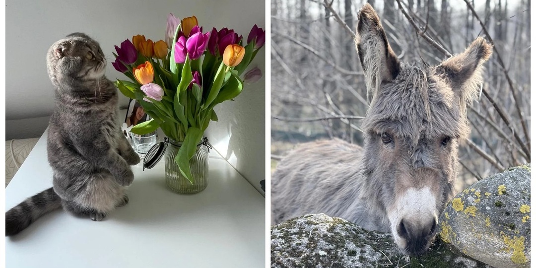 30+ животных, которые не знают о существовании проблем