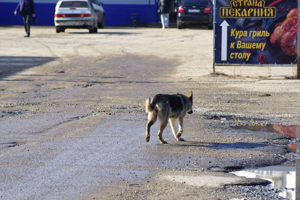 «Бездомные собаки нередко создают аварийные ситуации на дорогах Чайковского. Водители, вынужденные уходить от наезда на животное, выскакивают на встречную полосу, либо на обочину, где в этот момент могут находиться люди», – отмечает Ринат Гарипов