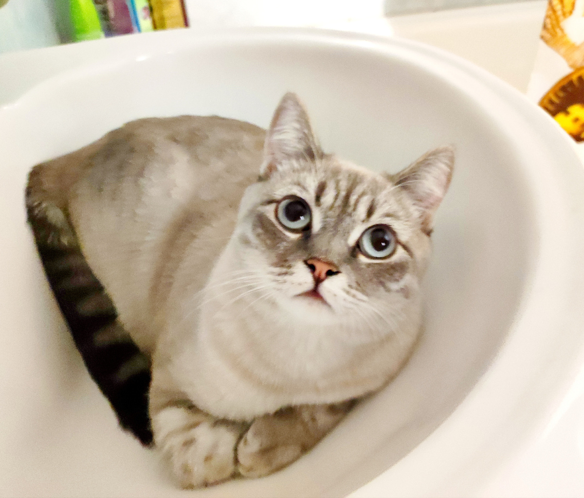 Соня любит отдыхать в ванной комнате 