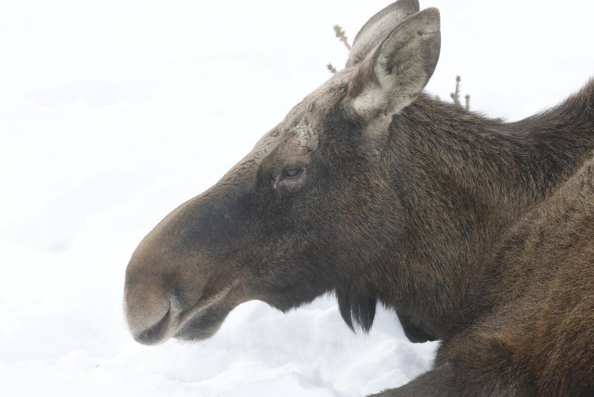 @Виктор Вытольский.
Лосихи – пример спокойствия и заботы: они никогда не бросают детёнышей. Если создаётся опасная ситуация для потомства, могут напасть даже на медведя.