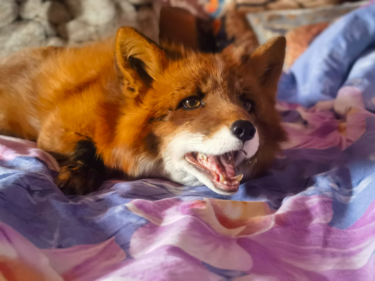 Лис Альф охраняет диван