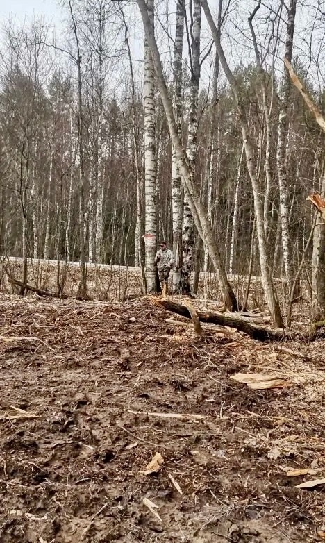    Пряжинское центральное лесничество / ВК