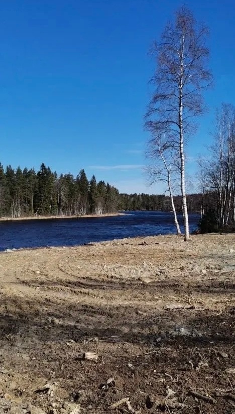    Собственник земельного участка в Карелии украл 10 соток у лесаПряжинское центральное лесничество / ВК