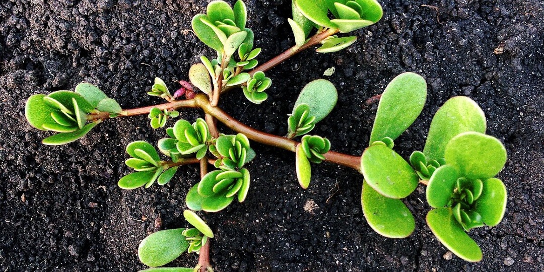 Как победить портулак на огороде не во вред плодородию