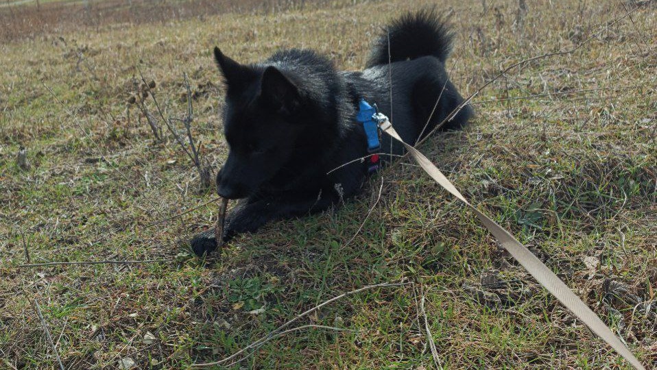 Агрессия собаки на хозяина из-за охраны ресурсов. Делюсь своим примером.