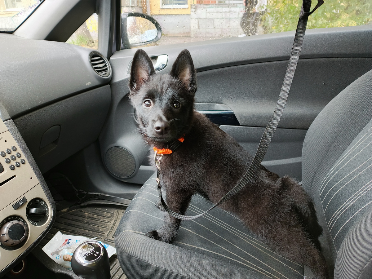 Вот такая шмокодявка начала охранять свою миску.