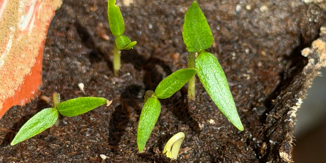 Всего лишь почувствовать себя юннатом. Сладкий перец Байкал F1.