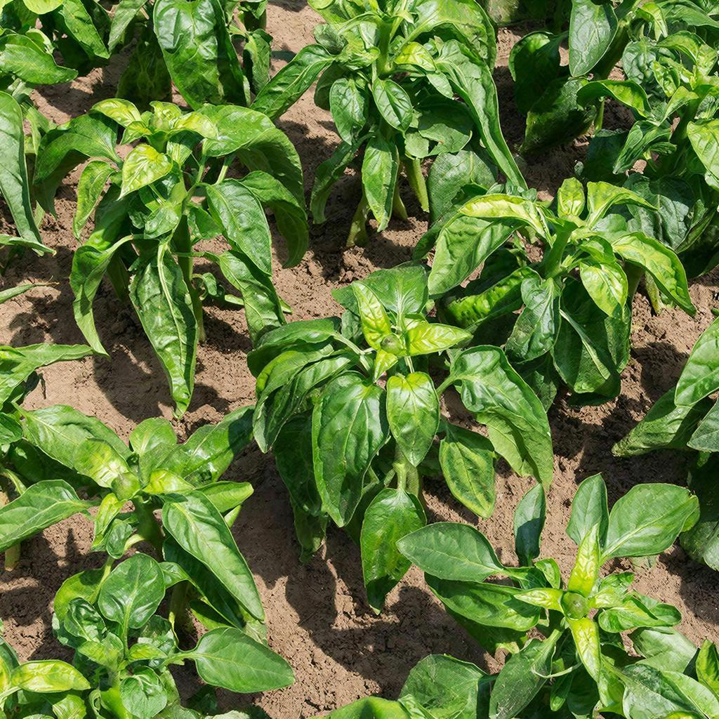 Чем подкормить рассаду перца для роста 