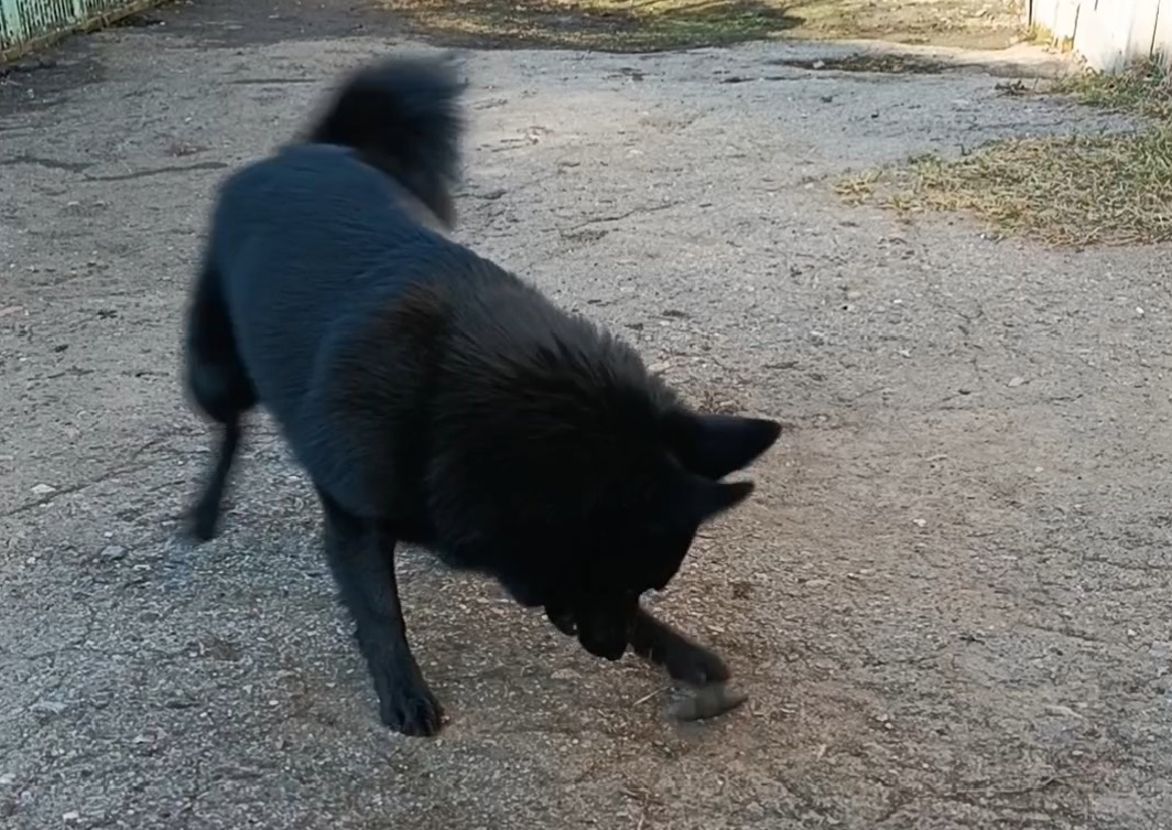 Вермут играет в камушки