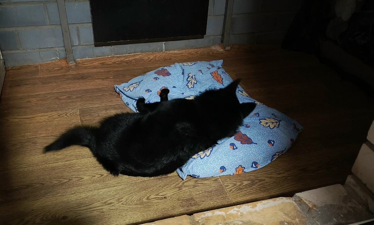 Вермут после вет.клиники спит на своем любимом балконе.