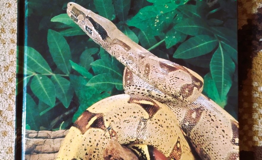 Люди и звери – когда биология против филологии