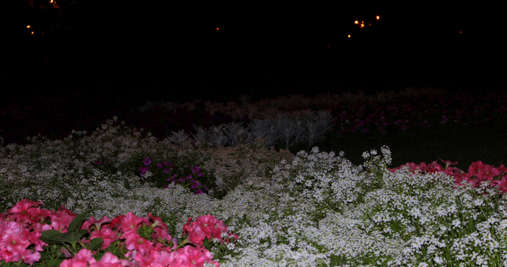 Невероятные приключения "Кошатины"