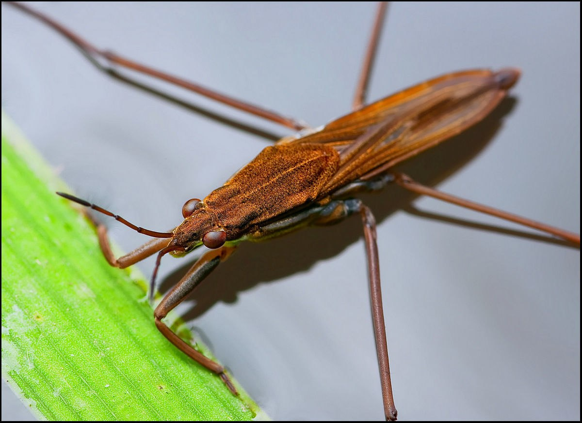 Если бы водомерки учились в своей школе водомерок, то сидели бы за партами в виде плавающих листиков :D