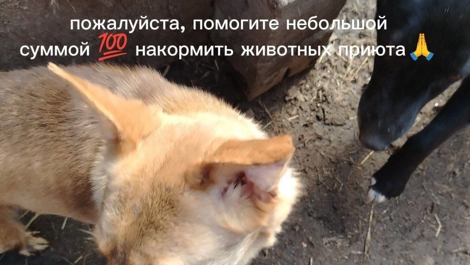 Вечер 100 рублей в приюте 🙏