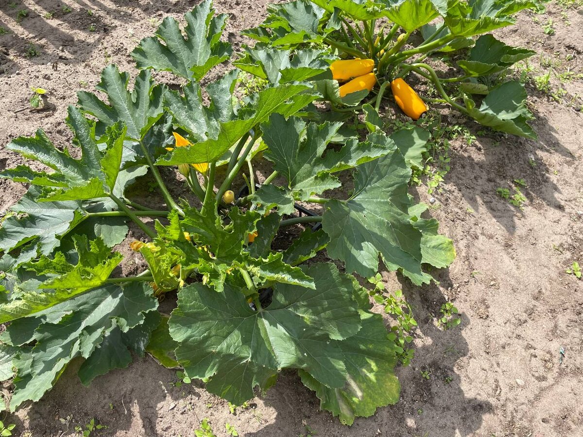 Кабачки посажены прямо в ящиках. 20.06.25. Фото