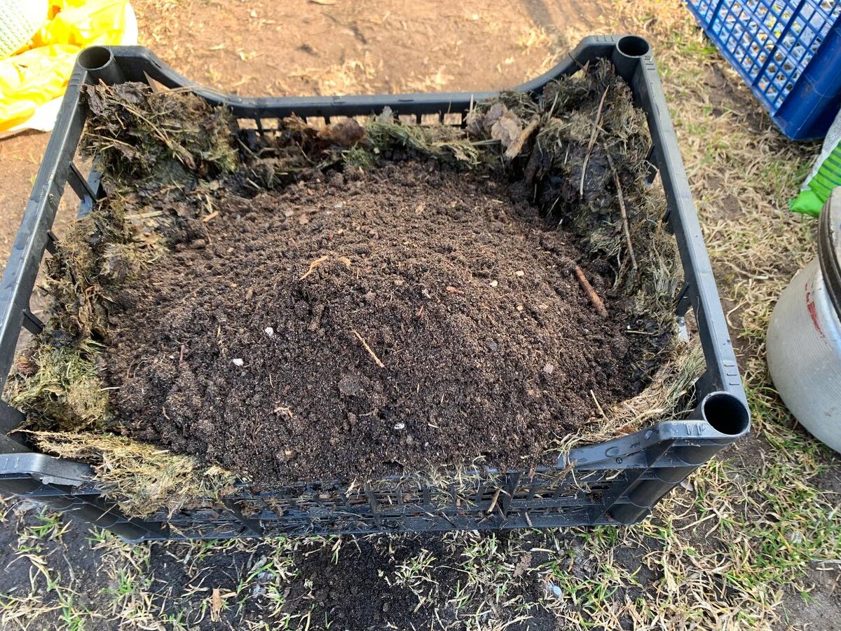 Кабачки в прогревающихся ящиках. Фото автора 