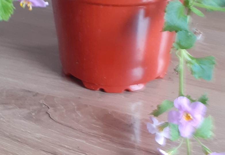 ТАКАЯ ИНТЕРЕСНАЯ БАКОПА-ПОЧТИ КАК ПЕТУНИЯ.