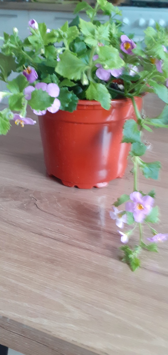 Это бакопа из магазина-появилась сейчас в продаже.