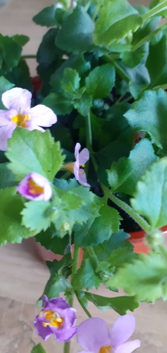 Стебли ползут во все стороны.