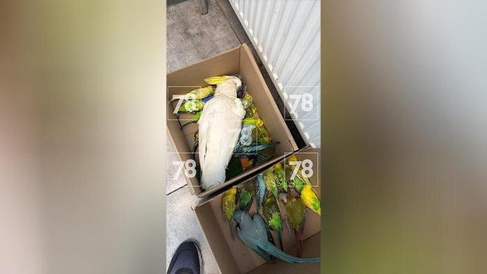 В частном зоопарке Ленобласти отравили 73 попугая. Фото © 78.ru
