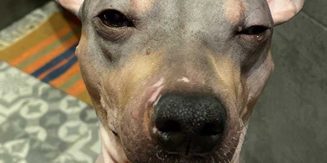 Американский голый терьер - идеальная собака для квартиры или порода, к которой вы не готовы?