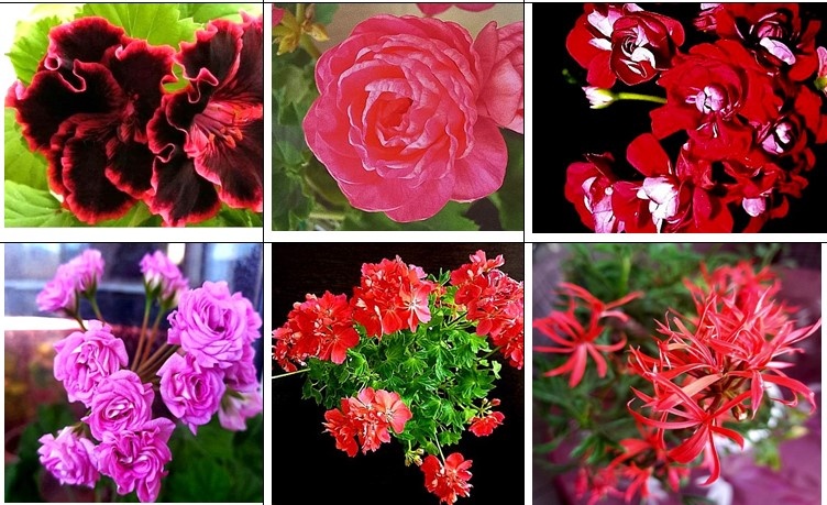 7-12 - названия пеоларгоний по списку ниже.
