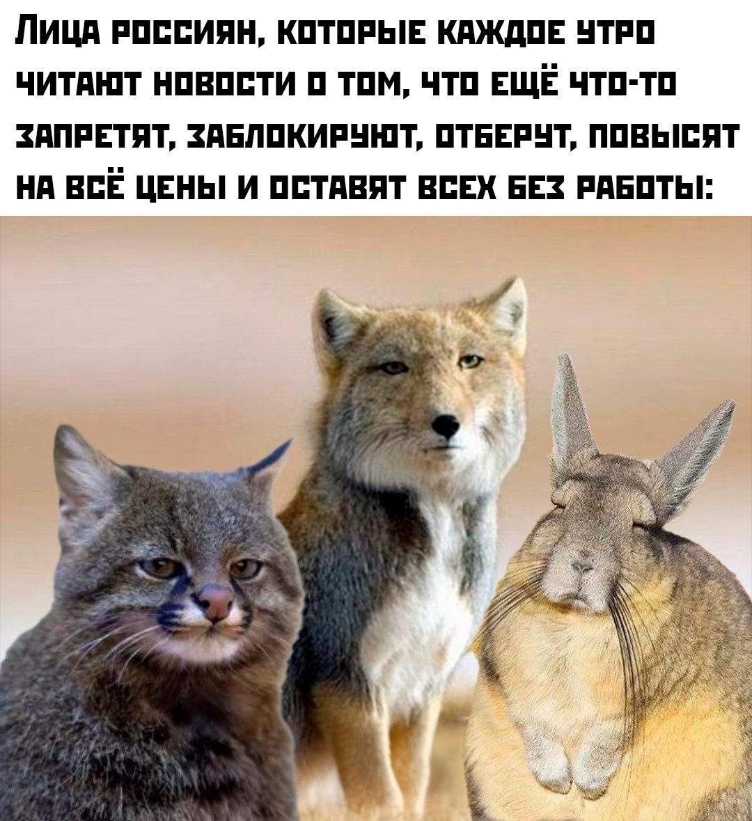 Смотришь на все происходящее уже глазами животных из приведенного выше мема. Ибо, достало уже.