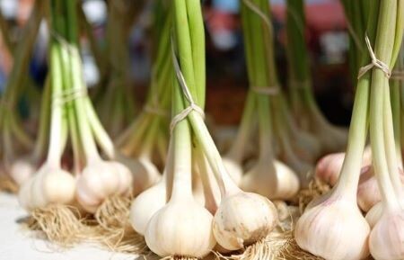 Чеснок добавляет пикантности почти к любому блюду, и предотвращает возрастное воспаление