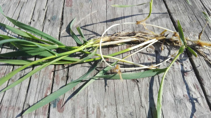 Секрет, о котором молчат: пырей боится только этого. Проверено годами!