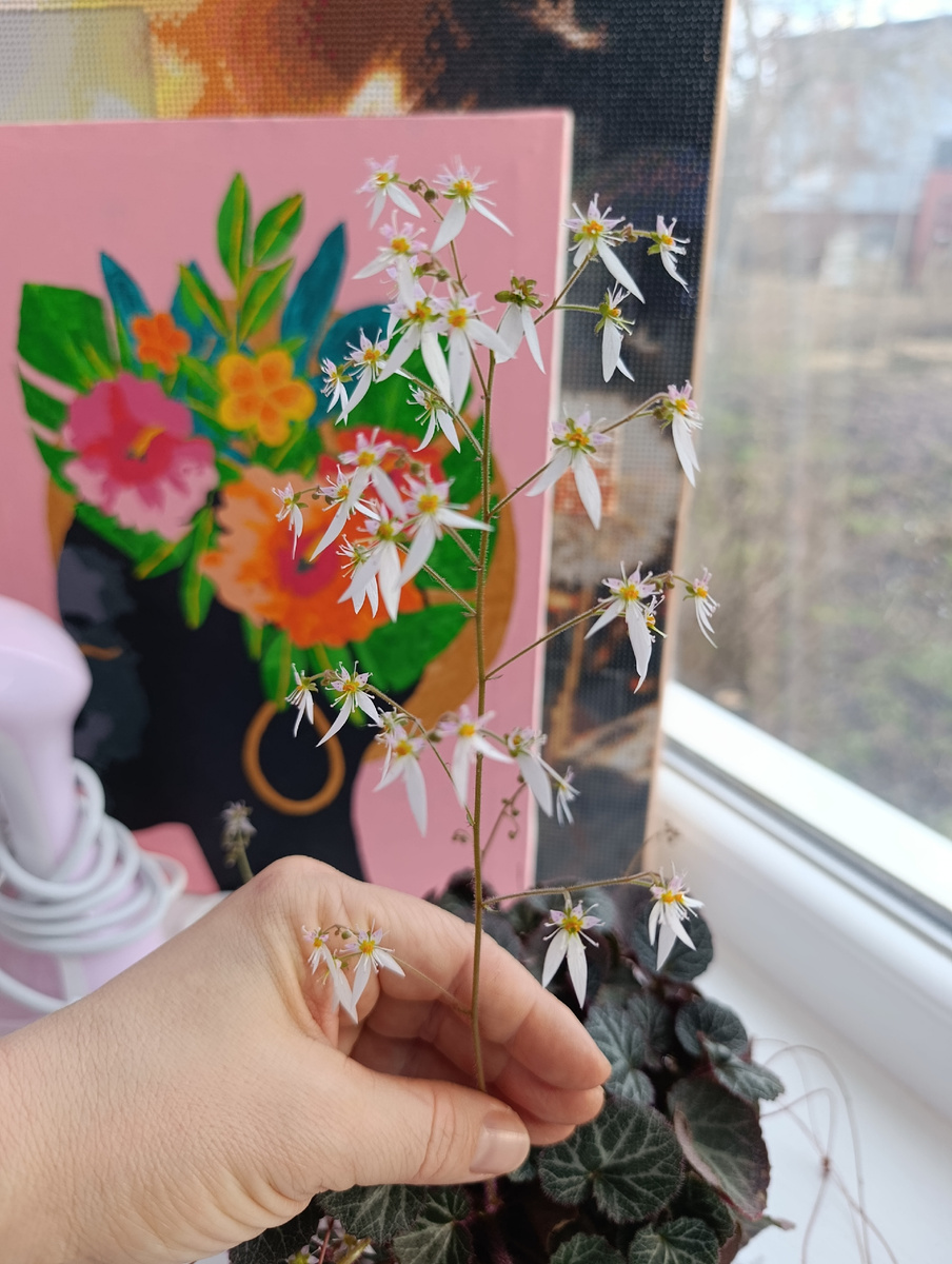 А у меня на подоконниках цветы радуют. Подписчица прислала отростки) 