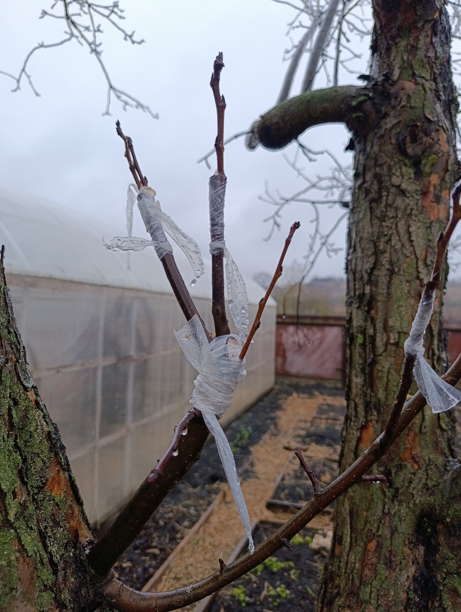 Муж у меня тоже местами агроном. Вот грушу на яблоню привил. Ну, или он так пошутил. В любом случае я поверила. А правда можно грушу на яблоню привить? 