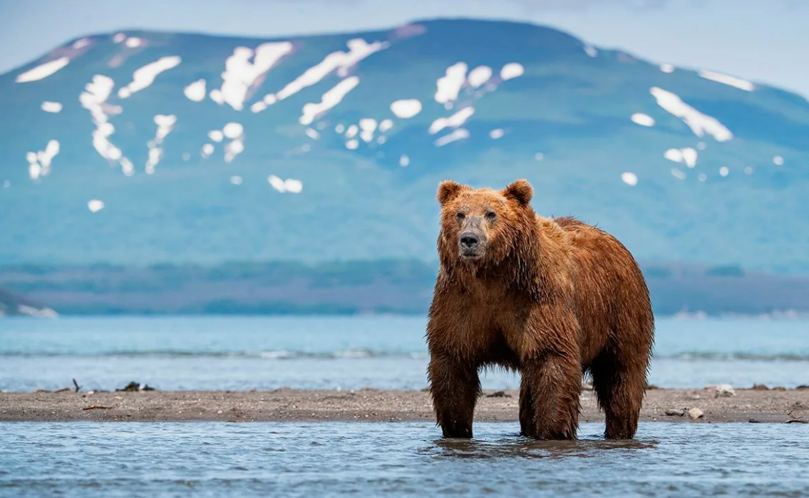 Камчатский бурый медведь - особый зверь на широтах России