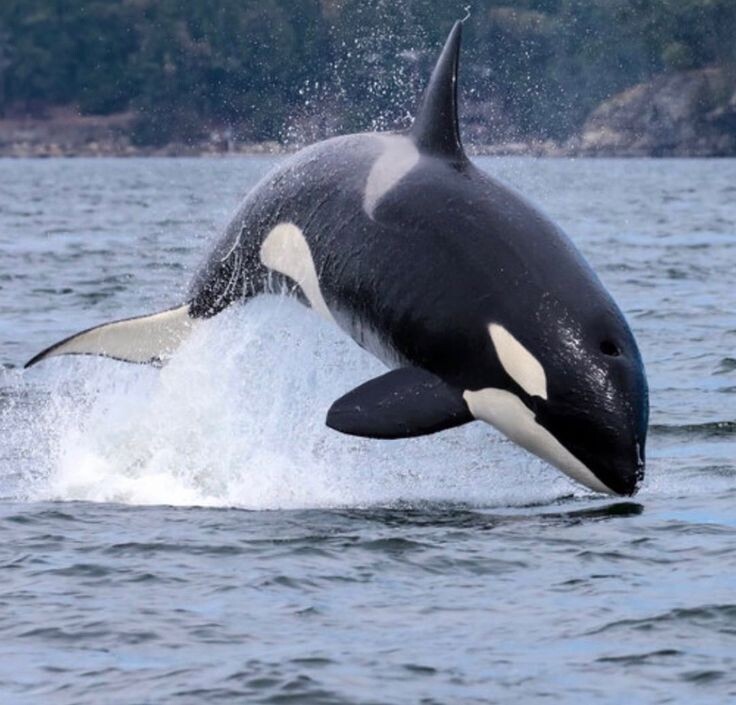 Косатка. Фото из интернета