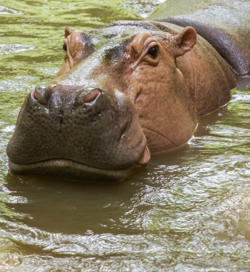 Добрейшая морда 😄. Фото из интернета